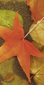 10 bedruckte Taschentücher TT maple,  Herbst,  bedruckte papiertaschentücher