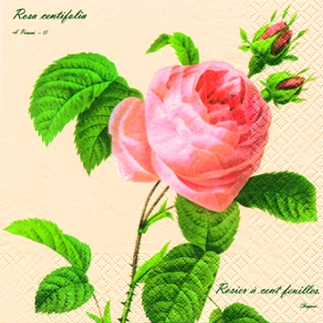 20 Servietten - 25 x 25 cm Rosa,  Sonstiges -  Sonstiges,  Blumen - Rosen,  Blumen -  Sonstige,  Sommer,  cocktail servietten,  Rose Rosenzweig