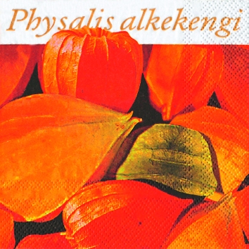 20 Servietten - 25 x 25 cm Physalis,  Früchte -  Sonstige,  Essen -  Sonstiges,  Sommer,  cocktail servietten,  Obst