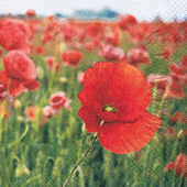 20 Servietten - 25 x 25 cm Mohnfeld,  Blumen - Mohn,  Sommer,  cocktail servietten
