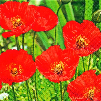 20 Servietten - 25 x 25 cm Poppy Flowers,  Blumen - Mohn,  Sommer,  cocktail servietten