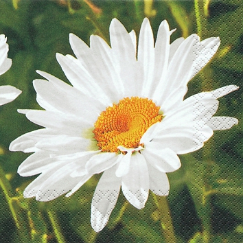 20 Servietten - 25 x 25 cm Sonja,  Blumen - Magariten,  Sommer,  cocktail servietten