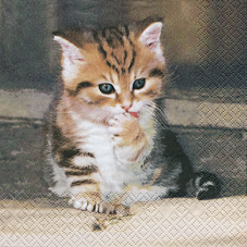 20 Servietten - 33 x 33 cm Nele,  Tiere - Katzen,  Tiere -  Sonstige,  Sonstiges -  Sonstiges,  Everyday,  lunchservietten