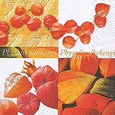 20 Servietten - 33 x 33 cm Physalis,  Blumen -  Sonstige,  Früchte -  Sonstige,  Blumen,  Everyday,  lunchservietten,  Lampionblumen