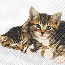 20 Servietten - 33 x 33 cm 2 Kitties,  Tiere - Katzen,  Everyday,  lunchservietten