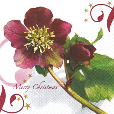 20 Servietten - 33 x 33 cm Christmas Rose,  Sonstiges - Schriften,  Blumen - Christrosen,  Weihnachten,  lunchservietten