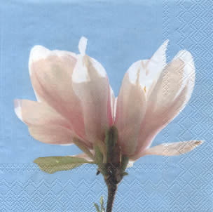 20 Servietten - 33 x 33 cm ,  Blumen - Magnolien,  Frühjahr,  lunchservietten
