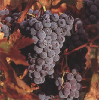 20 Servietten - 33 x 33 cm GARDEN GRAPE,  Früchte,  Früchte - Weintrauben,  Früchte -  Sonstige,  Herbst,  lunchservietten