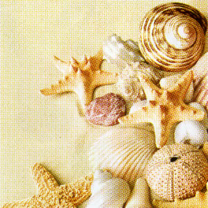 20 Servietten - 33 x 33 cm SHELLS,  Regionen - Südsee,  Regionen - Strand / Meer - Muscheln,  Sommer,  lunchservietten