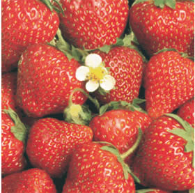 20 Servietten - 33 x 33 cm STRAWBERRY,  Früchte -  Sonstige,  Früchte - Erdbeeren,  Früchte,  Sommer,  lunchservietten
