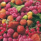 20 Servietten - 25 x 25 cm Delicious berries,  Früchte - Himbeeren,  Früchte - Johannisbeeren,  Früchte - Erdbeeren,  Sommer,  cocktail servietten