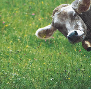 20 Servietten - 25 x 25 cm Ms Nosy,  Tiere - Kühe,  Regionen - Wald / Wiesen,  Sommer,  cocktail servietten