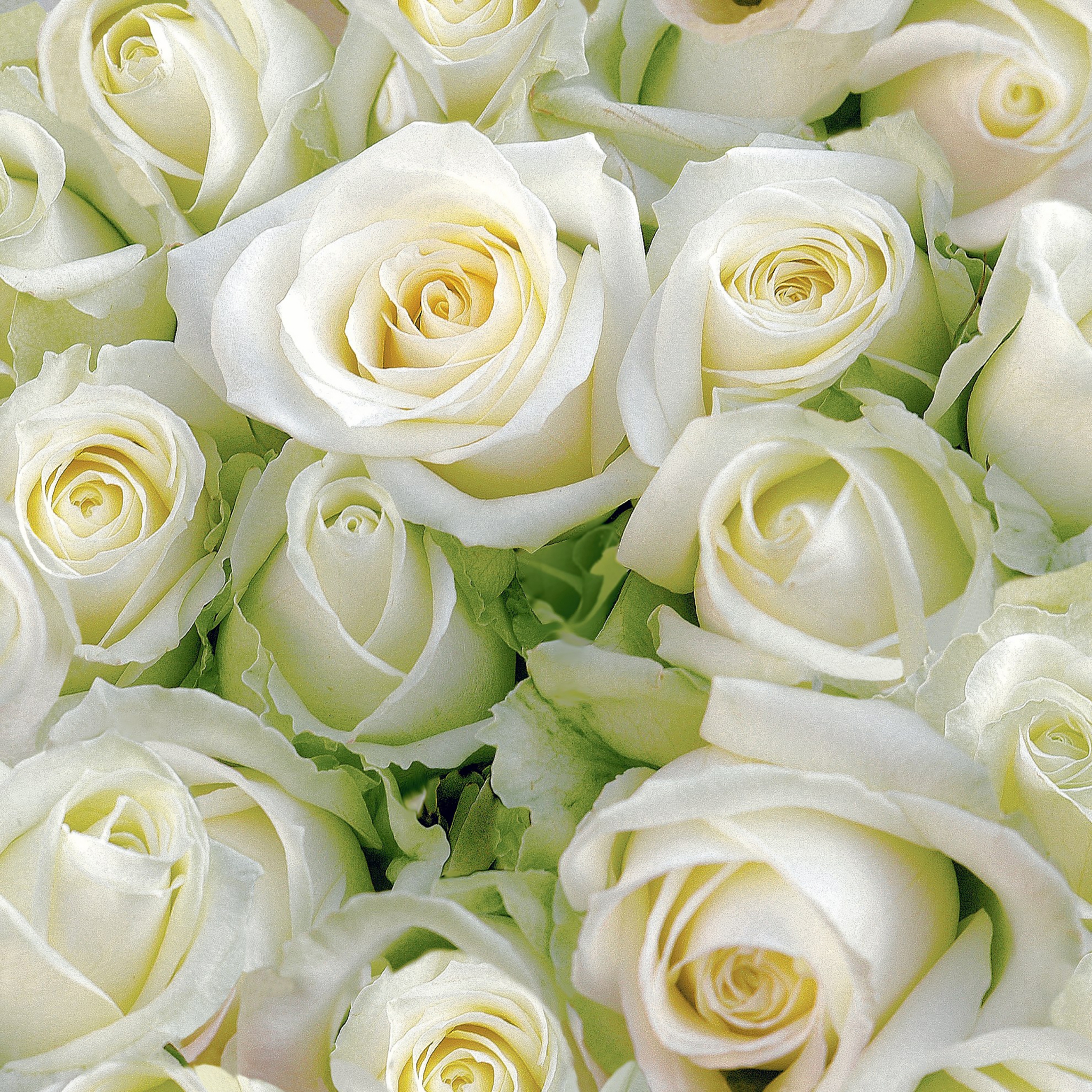 20 Servietten - 25 x 25 cm White roses,  Blumen - Rosen,  Sommer,  cocktail servietten