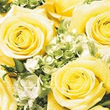20 Servietten - 33 x 33 cm Dream of cream roses,  Ereignisse - Feier,  Blumen - Rosen,  Sommer,  lunchservietten