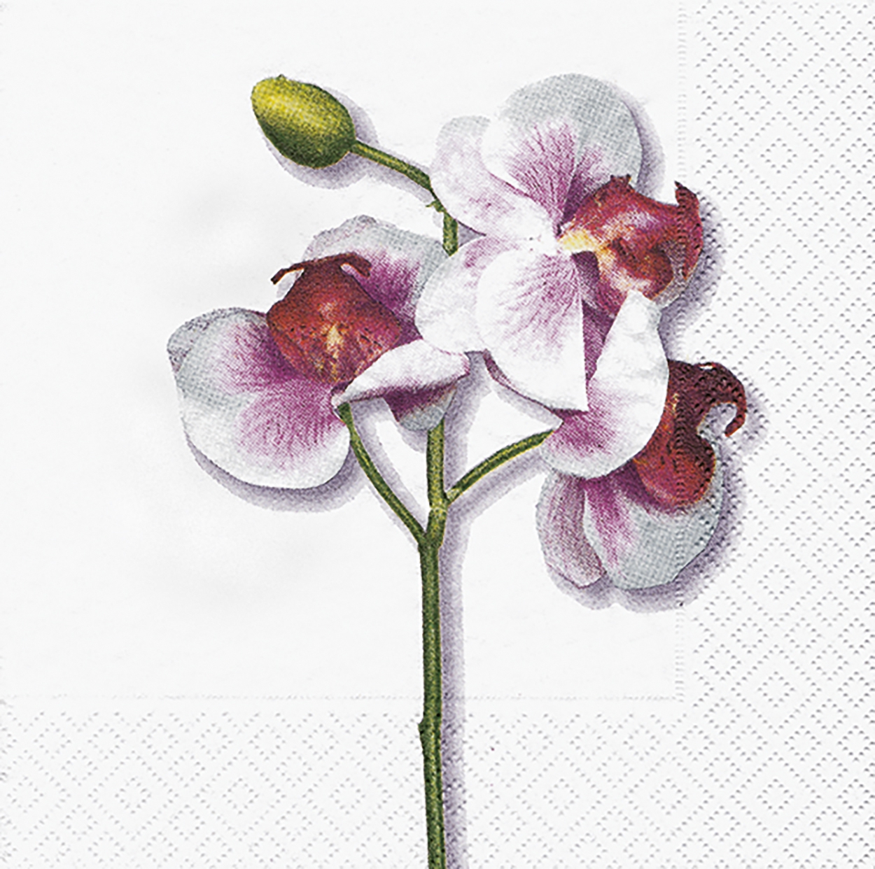 20 Servietten - 33 x 33 cm Classic orchid white,  Blumen - Orchideen,  Frühjahr,  lunchservietten