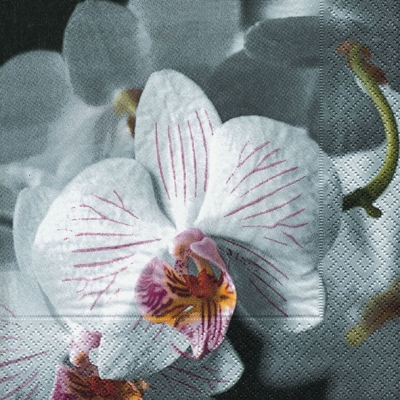 20 Servietten - 33 x 33 cm Beautiful orchid,  Blumen - Orchideen,  Frühjahr,  lunchservietten