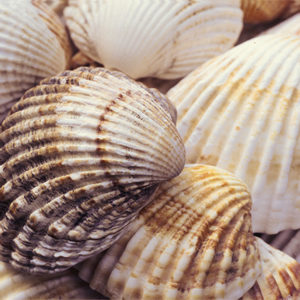 20 Servietten - 33 x 33 cm ,  Regionen - Strand / Meer - Muscheln,  Everyday,  lunchservietten