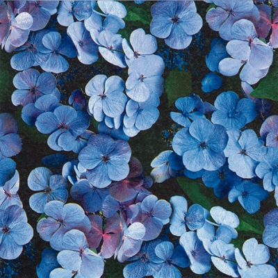 20 Servietten - 33 x 33 cm Hydrangea,  Blumen -  Sonstige,  Sommer,  lunchservietten,  Hortensien