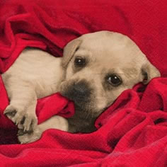 20 Servietten - 33 x 33 cm Puppy,  Tiere - Hunde,  Everyday,  lunchservietten