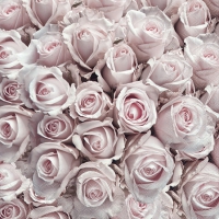 餐巾25x25厘米 - Pastel Roses 