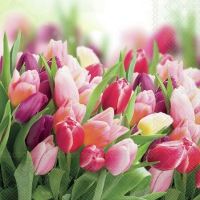 餐巾25x25厘米 - Glorious Tulips 