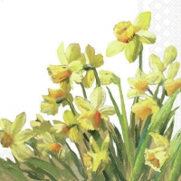 Serviettes 25x25 cm - Golden daffodils 