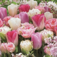 Servietten 25x25 cm - Pink tulips 