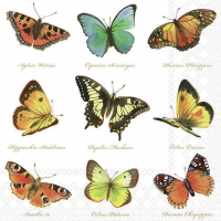 Serviettes 33x33 cm - Collection of butterflies 