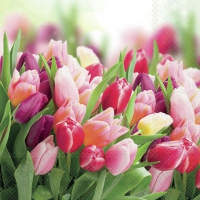 Servilletas 33x33 cm - Glorious Tulips 