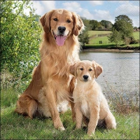 Servietten 33x33 cm - Golden retriever 