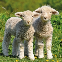 Servietten 33x33 cm - Two Lambs 