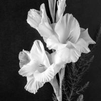 Napkins 33x33 cm - Gladiolus 