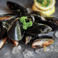 餐巾33x33厘米 - Mussels 