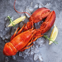 Servietten 33x33 cm - Fresh Lobster 
