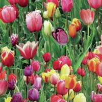 Serviettes 33x33 cm - Tulips field 