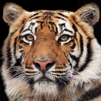 Napkins 33x33 cm - Bengal tiger 