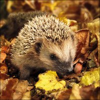 Serwetki 33x33 cm - Hedgehog in the wild