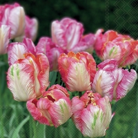 Servilletas 33x33 cm - Parrot Tulips 