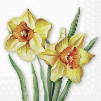 Servietten 33x33 cm - Flowering daffodils 