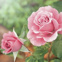 Serviettes 33x33 cm - Roses in the garden 