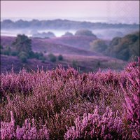 Servetten 33x33 cm - Heather moorlands