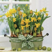 Napkins 33x33 cm - Daffodils 