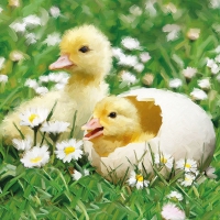 Servietten 33x33 cm - Newborn Chicks 