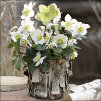 Servietten 33x33 cm - White Christmasrose 