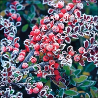 Napkins 33x33 cm - Frozen berries 