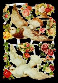 immagini lucide - 2 Tauben