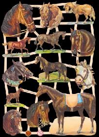 imágenes brillantes - Pferde