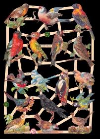 glossy pictures - heimische Vögel