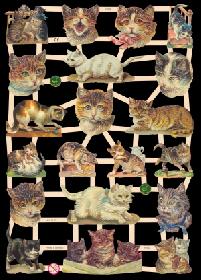 imágenes brillantes - Katzen