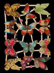 imágenes brillantes - Schmetterling